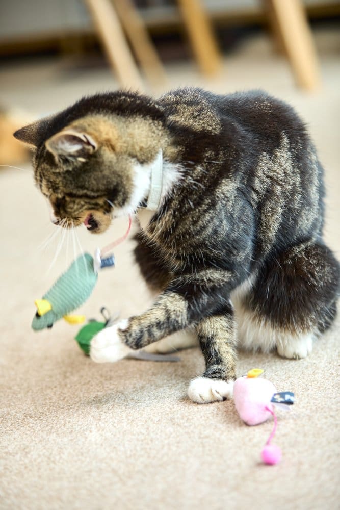 3 PACK CATKINS THREE KIND MICE PLUSH CAT TOYS - Image 5