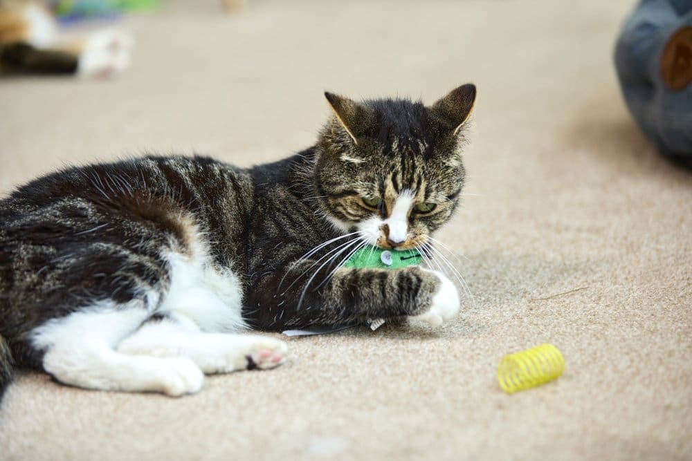 3 PACK CATKINS THREE KIND MICE PLUSH CAT TOYS - Image 6