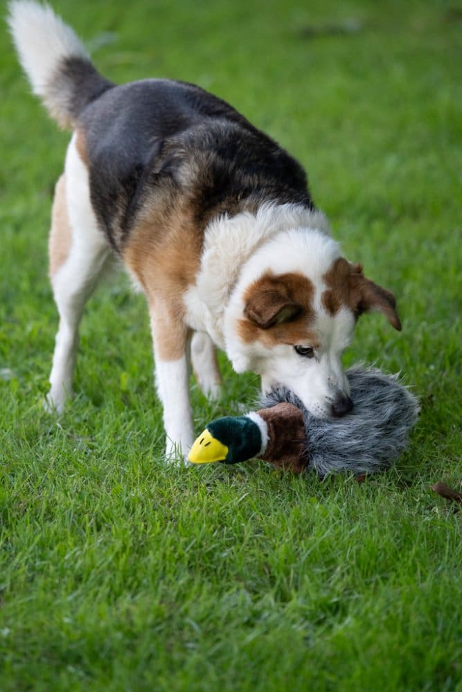 Petface - Honking Duck Plush Dog Toy - Image 5