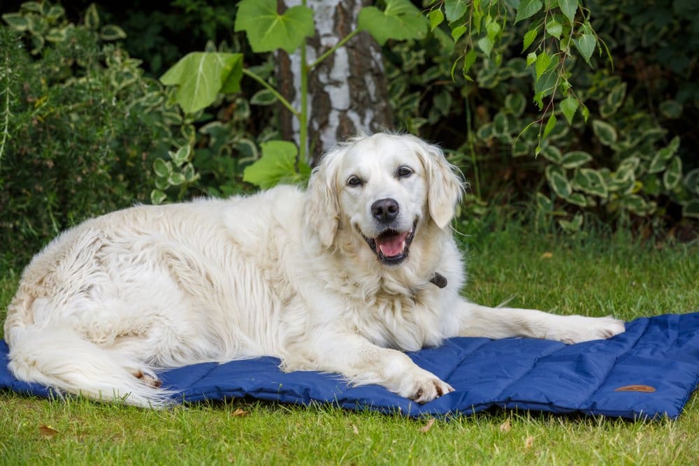 OUTDOOR PAWS ROLL UP TRAVEL DOG BED - Image 4