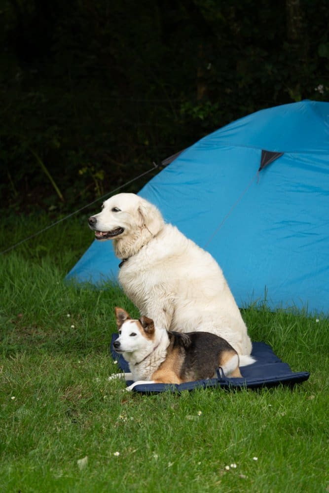 OUTDOOR PAWS ROLL UP TRAVEL DOG BED - Image 5